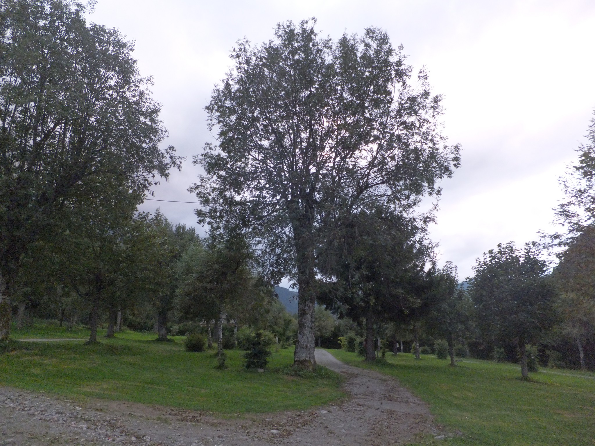 Les arbres Gallery_4813_2110_1240702