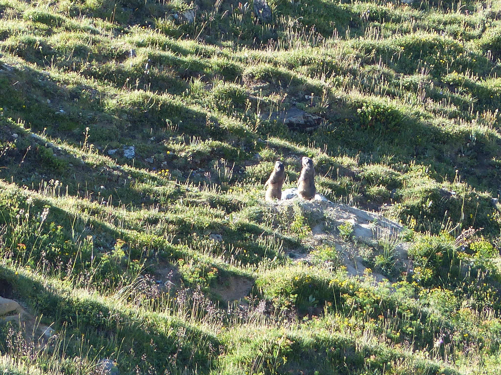 Quelques photos estivales, au pays des marmottes... Gallery_1137_2628_3922659
