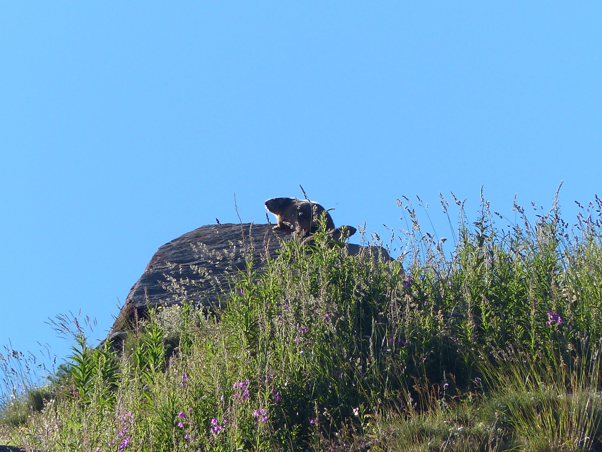 Quelques photos estivales, au pays des marmottes... Gallery_1137_2628_4105957