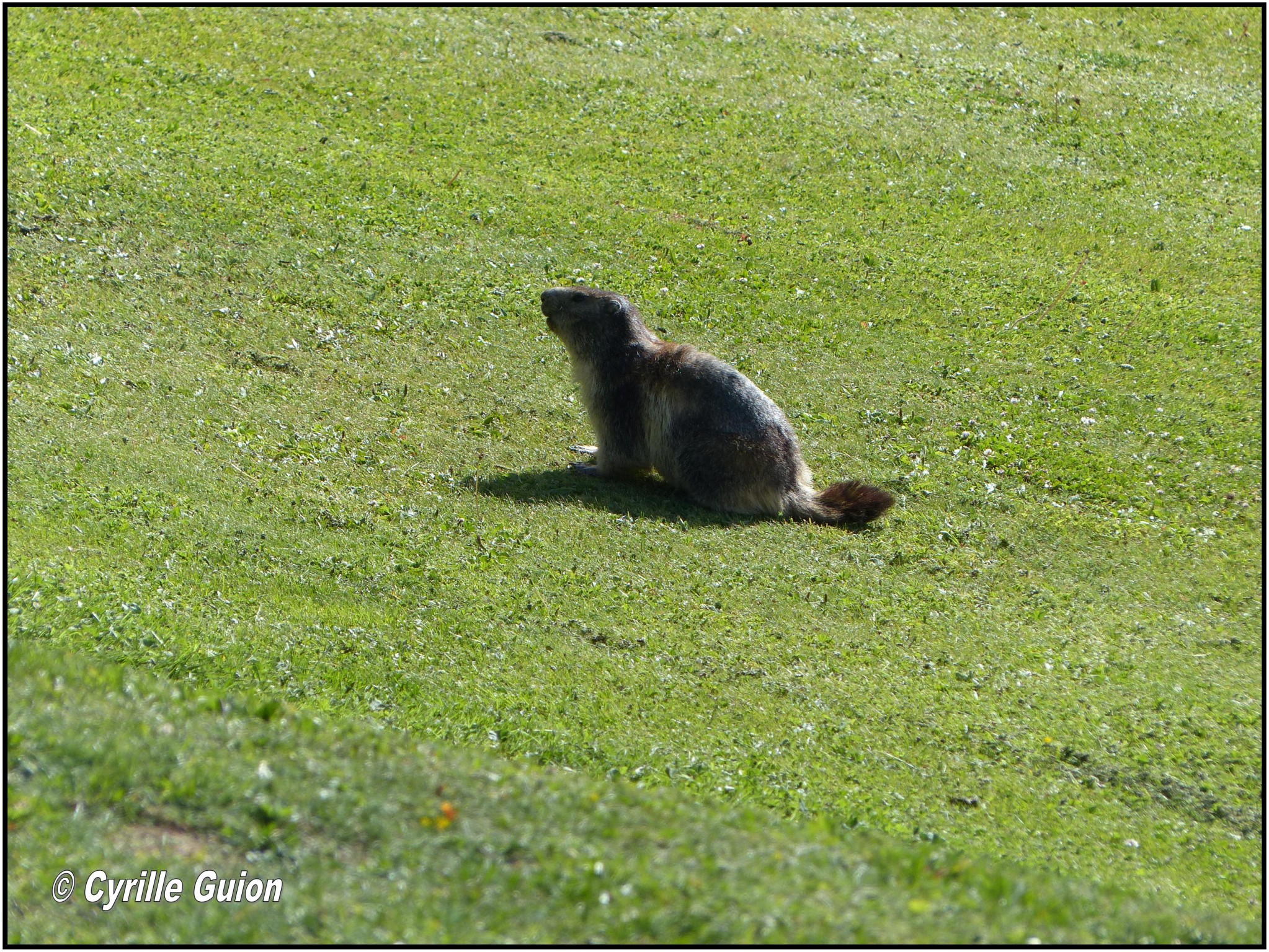 Quelques photos estivales, au pays des marmottes... Gallery_1137_2628_102884