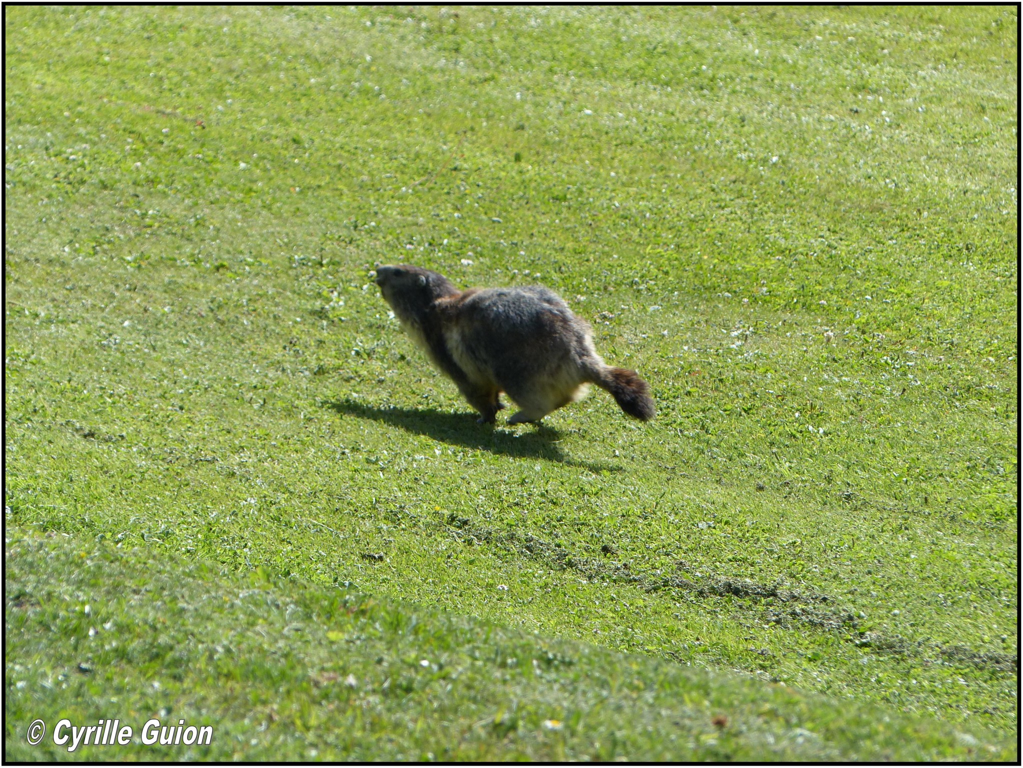 Quelques photos estivales, au pays des marmottes... Gallery_1137_2628_1314628