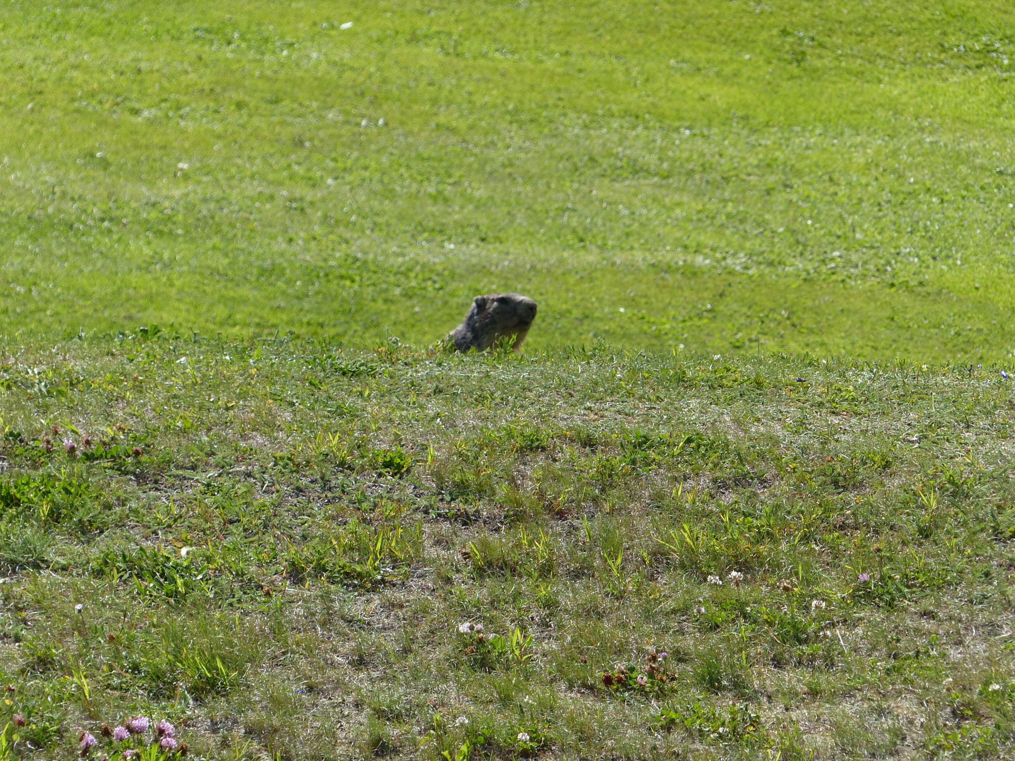 Quelques photos estivales, au pays des marmottes... Gallery_1137_2628_1332126