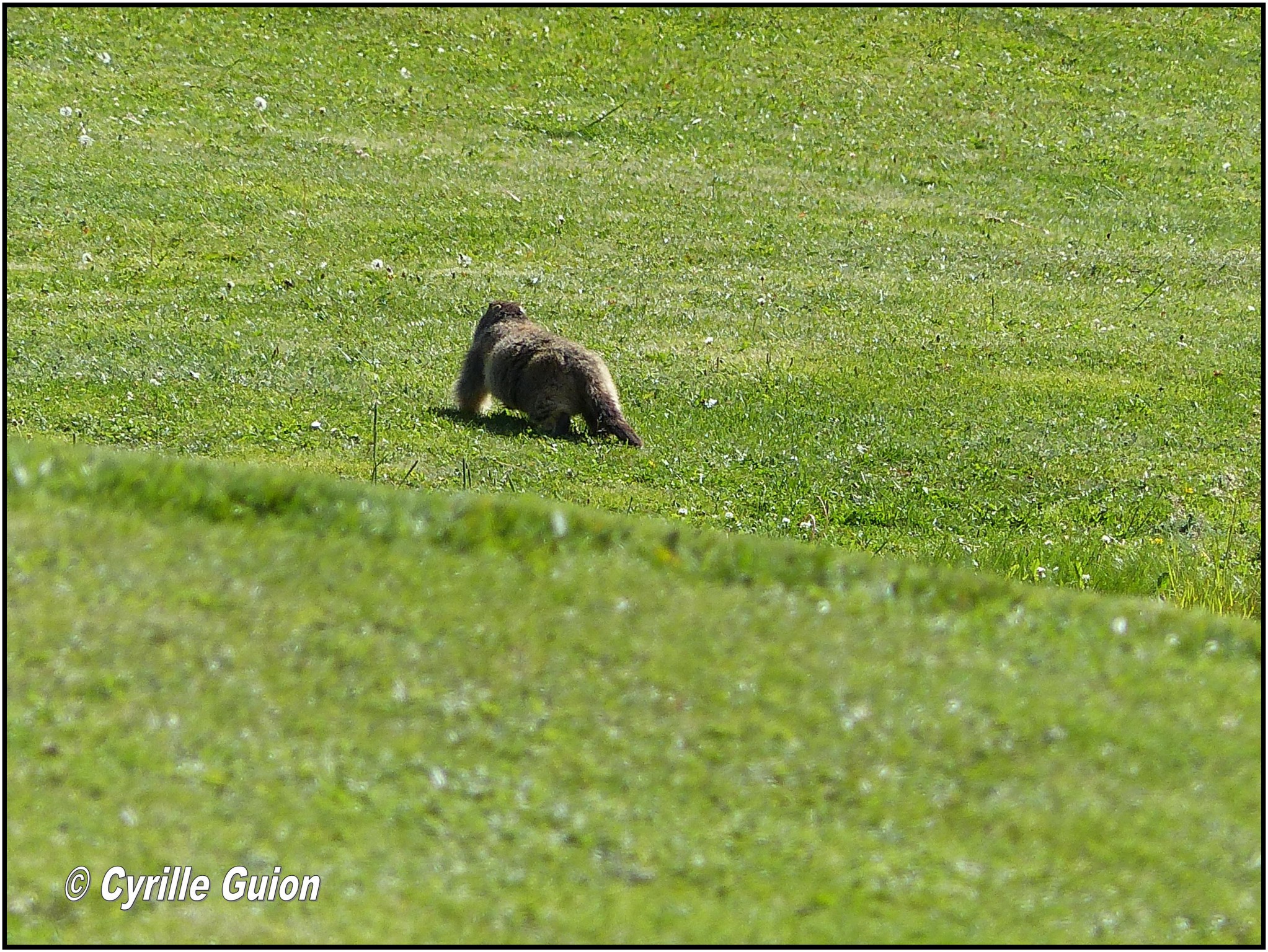 Quelques photos estivales, au pays des marmottes... Gallery_1137_2628_140579