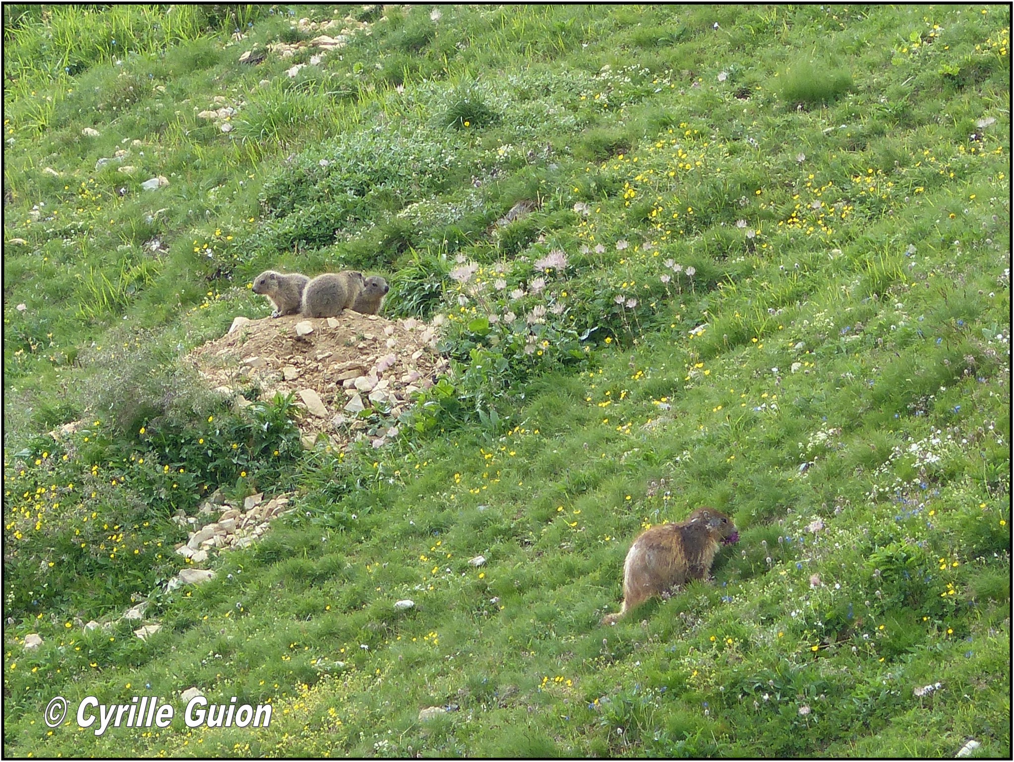 Quelques photos estivales, au pays des marmottes... Gallery_1137_2628_1592669