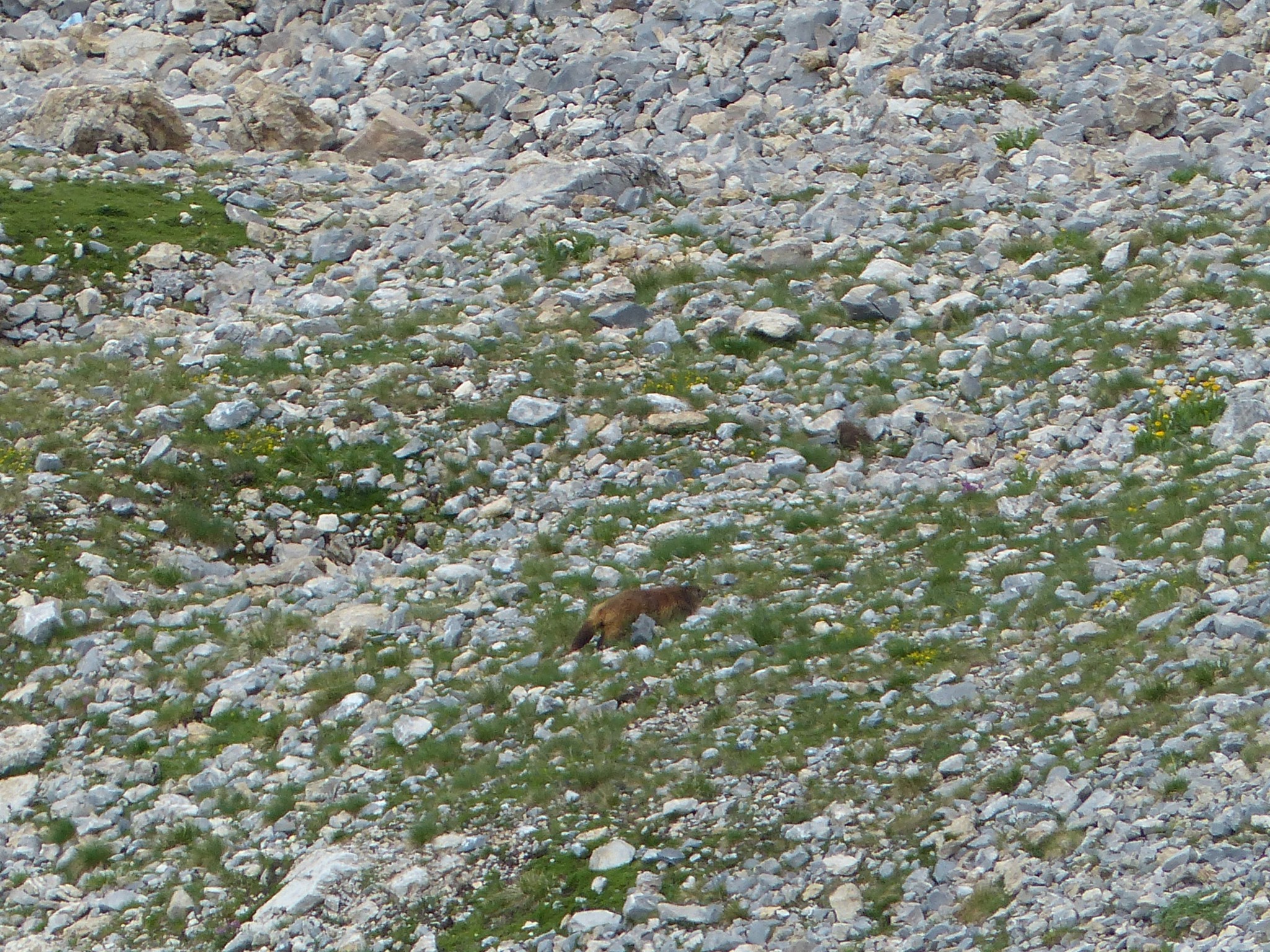 Quelques photos estivales, au pays des marmottes... Gallery_1137_2628_329618
