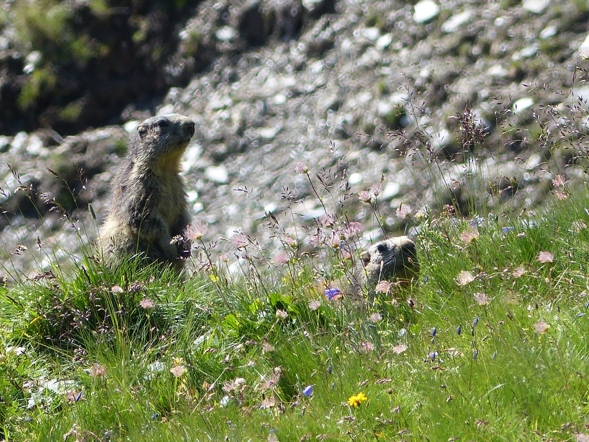 Quelques photos estivales, au pays des marmottes... Gallery_1137_2628_3445673