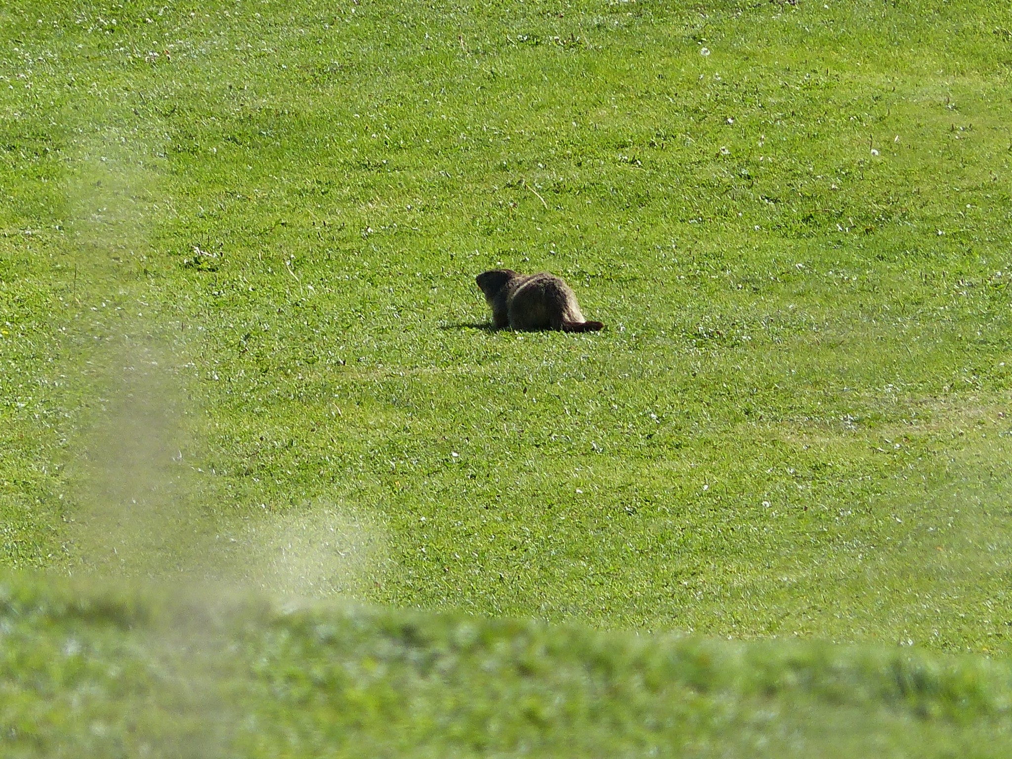 Quelques photos estivales, au pays des marmottes... Gallery_1137_2628_3681180