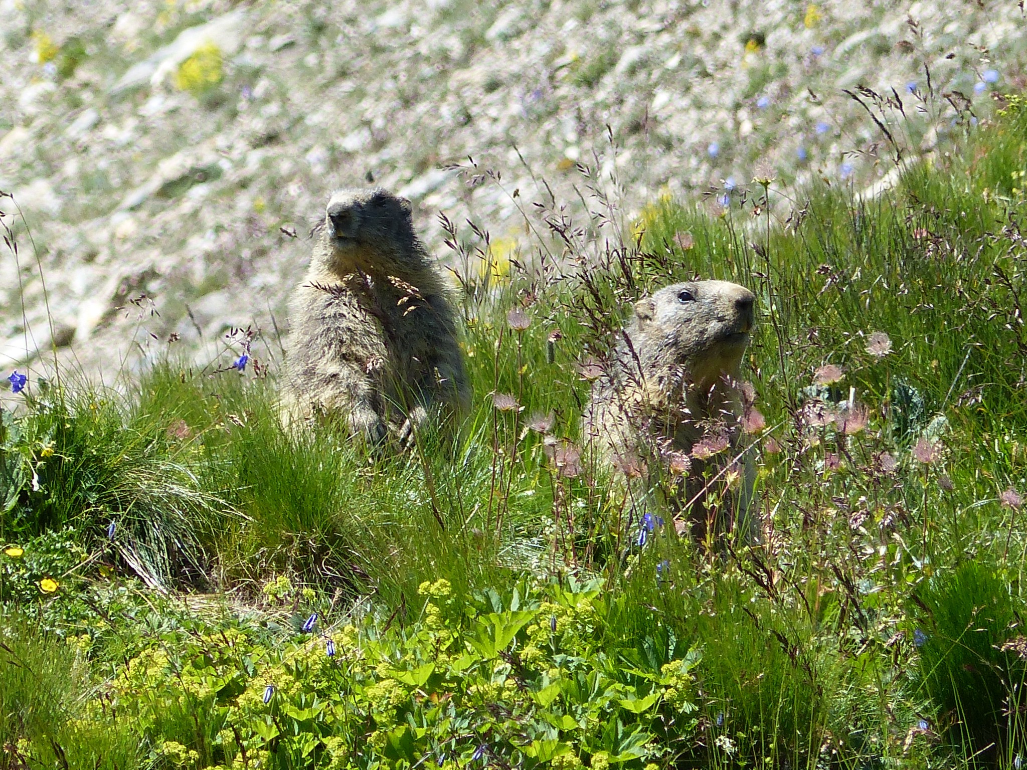 Quelques photos estivales, au pays des marmottes... Gallery_1137_2628_3735096