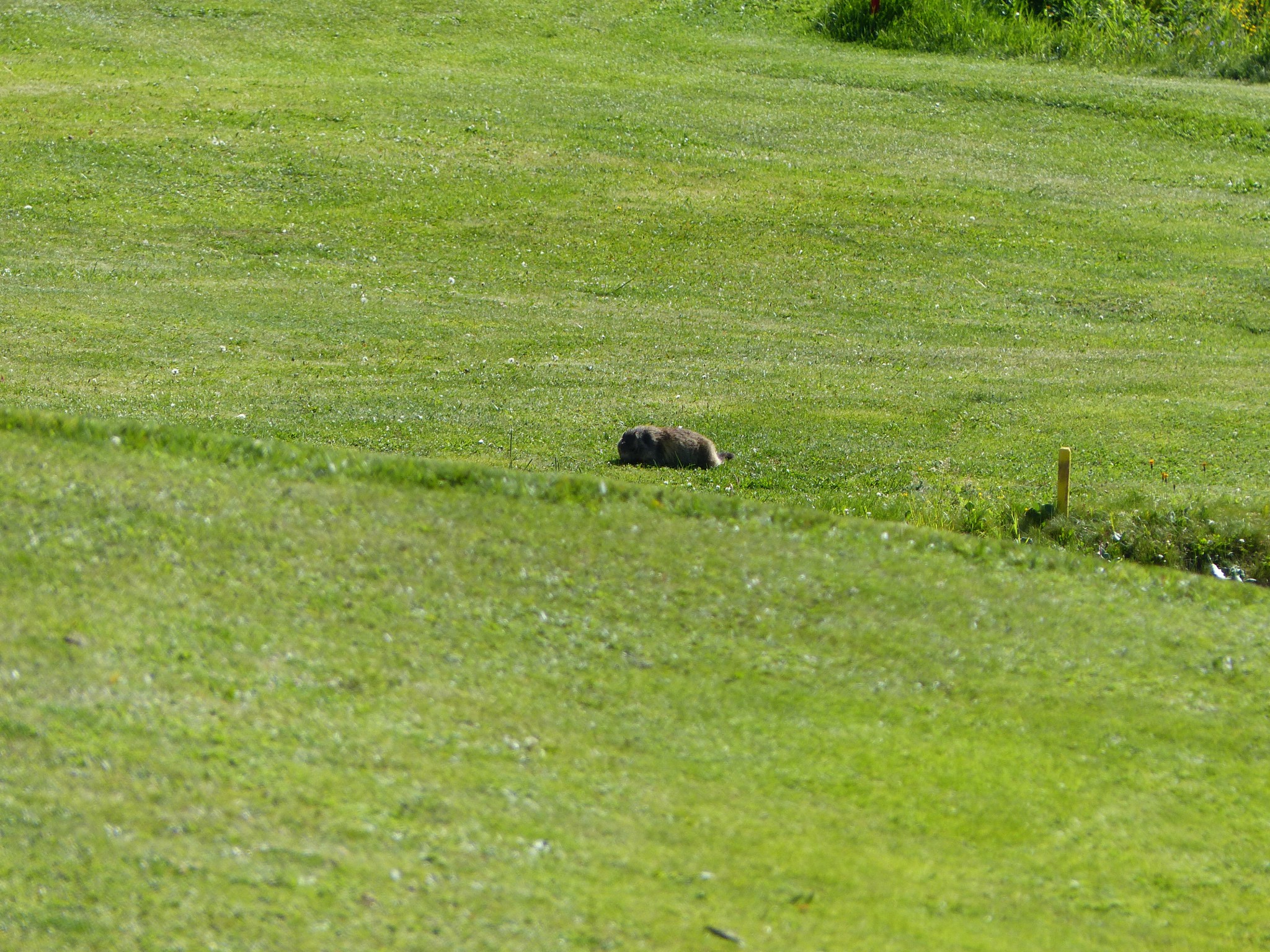 Quelques photos estivales, au pays des marmottes... Gallery_1137_2628_4598681