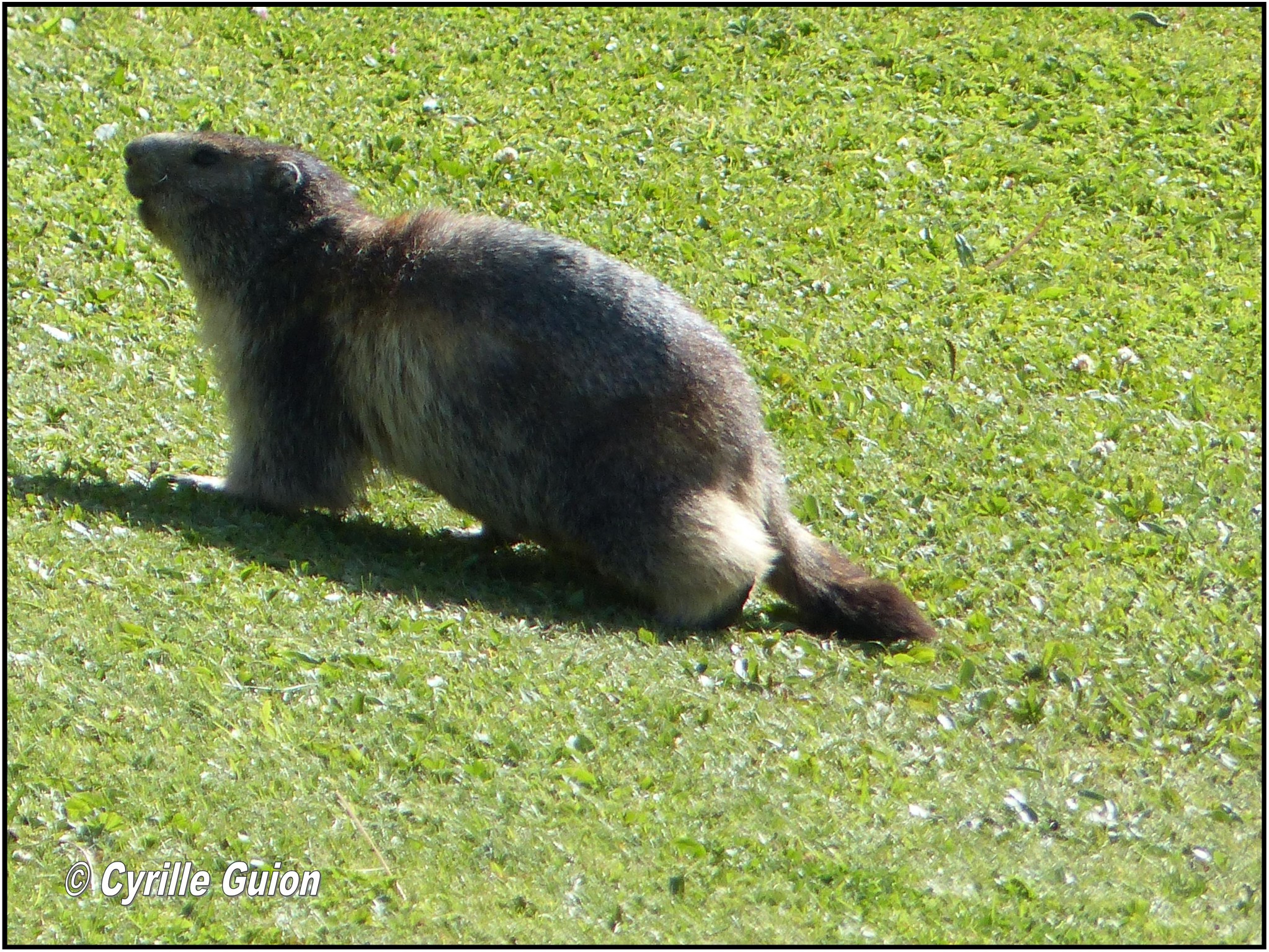 Quelques photos estivales, au pays des marmottes... Gallery_1137_2628_509195