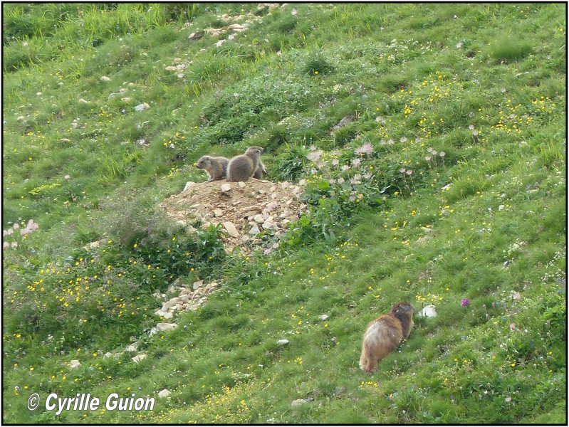 Quelques photos estivales, au pays des marmottes... Med_gallery_1137_2628_1016289