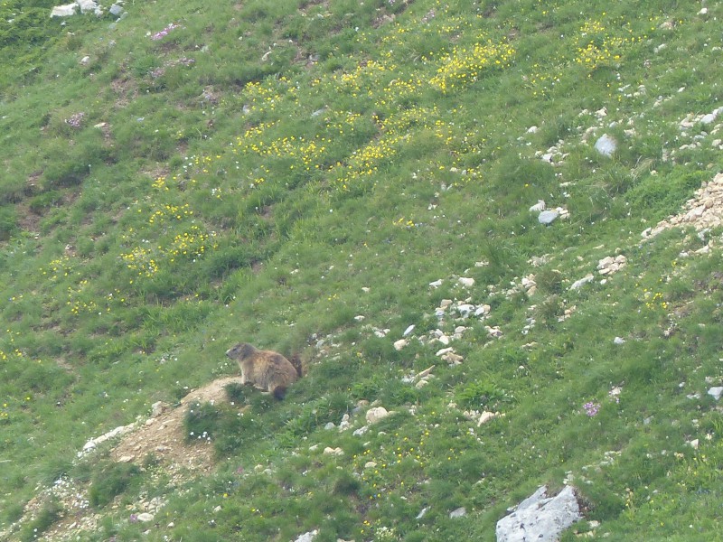 Quelques photos estivales, au pays des marmottes... Med_gallery_1137_2628_533396