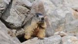 Marmotte au Lac du Lauvitel - 2015 08 31