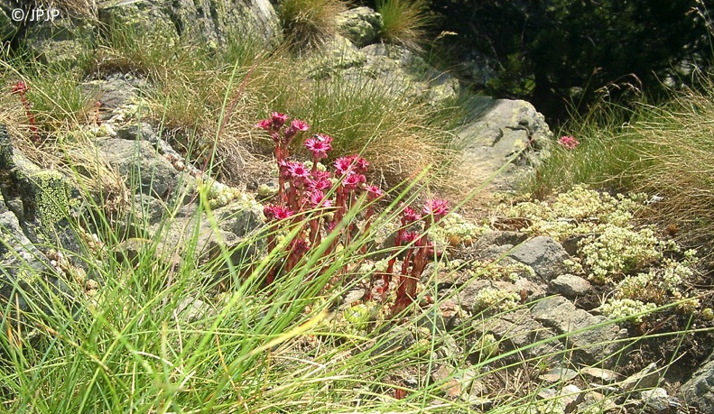 28-Joubarbe.jpg